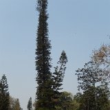 Norfolk pine.JPG